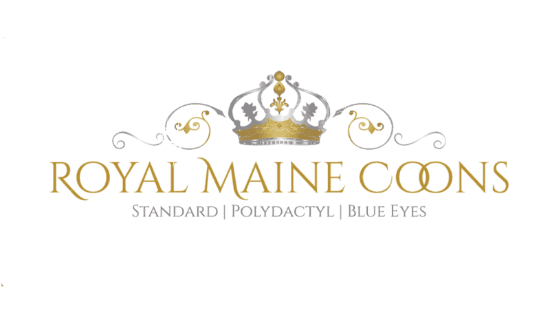 royal maine coons breeder logo elaborate gold and silver text white background