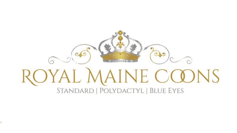 royal maine coons breeder logo elaborate gold and silver text white background