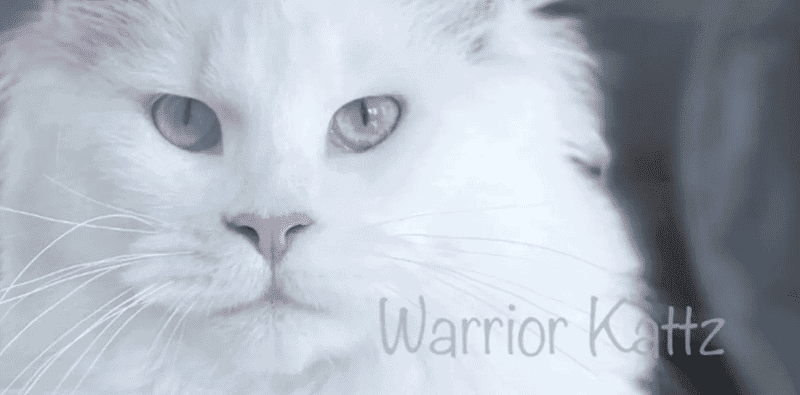 warriorKattz maine coons breeder logo of white maine coon with crystal blue eyes