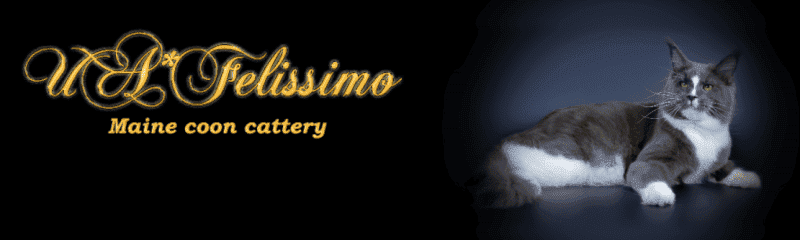 ua felissimo breeder logo elaborate gold calligraphy alongside a reclining grey and white maine coon