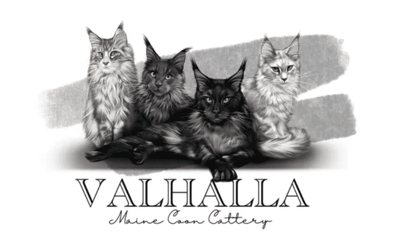valhalla maine coon cattery breeder logo illustration of 4 maine coon cats white, grey and black