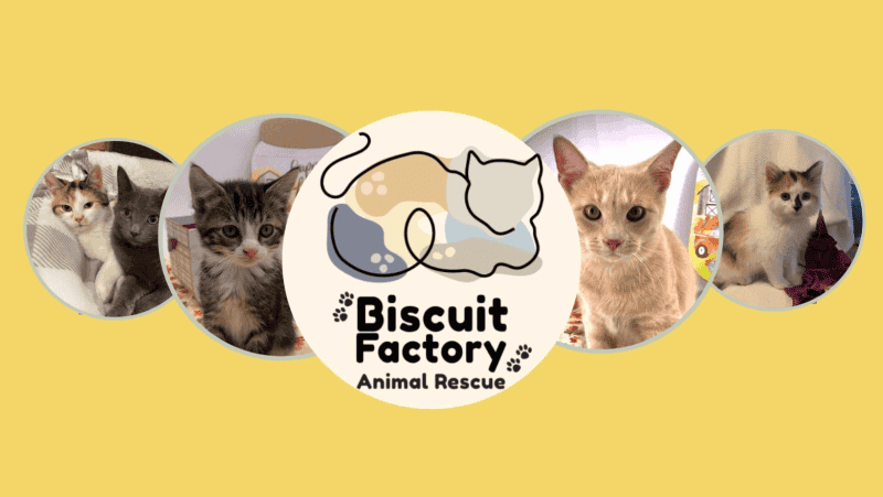 biscuit factory animal rescue logo
