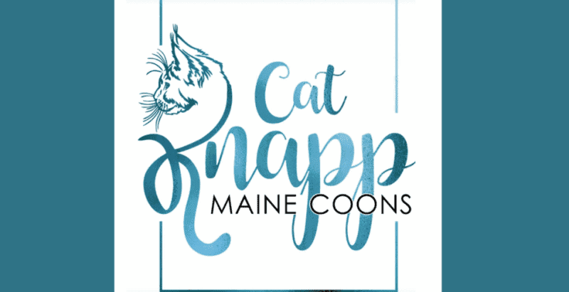 cat knapp maine coons breeder logo