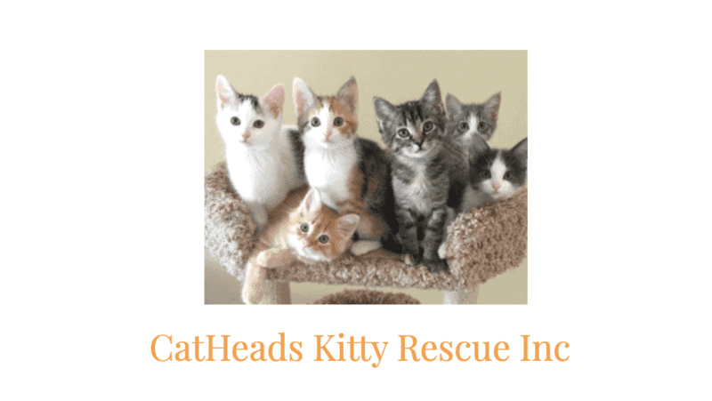 catheads kitty rescue logo