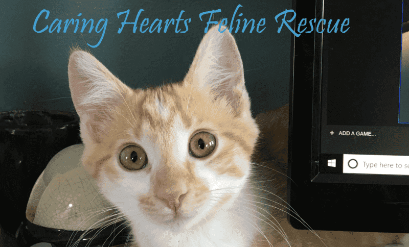 caring hearts feline rescue logo