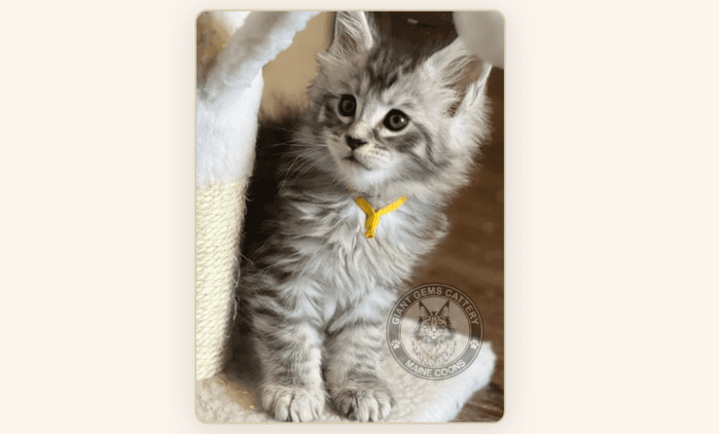 silver maine coon kitten wearing a yellow collar