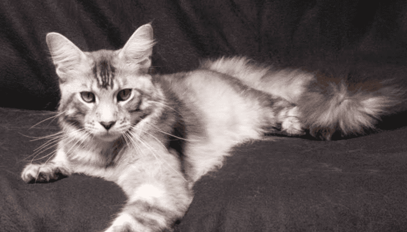 silver maine coon cat reclining against a black background