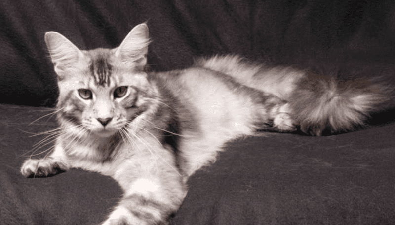 silver maine coon cat reclining against a black background