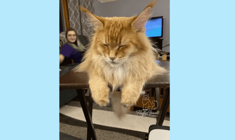 giant ginger maine coon cat sitting on a table