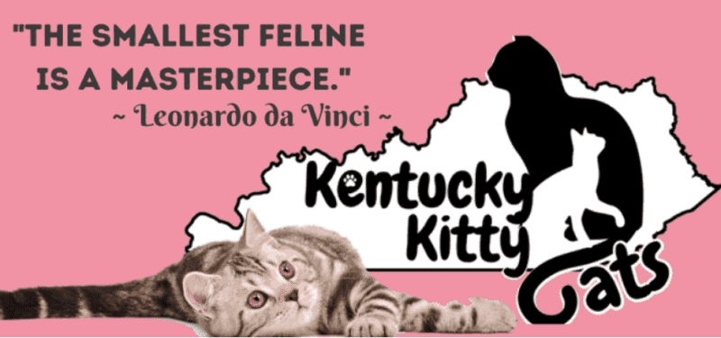 kentucky kitty cats logo