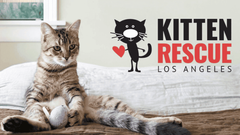 kitten rescue los angeles logo