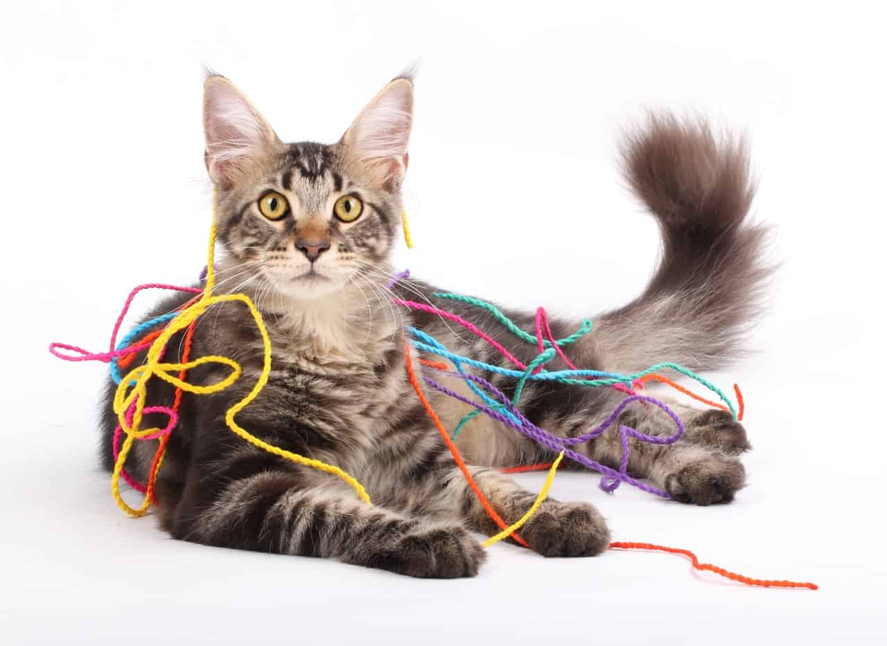 Why are Maine Coons so popular? Studio portrait of Maine Coon cat playing with colorful ropes