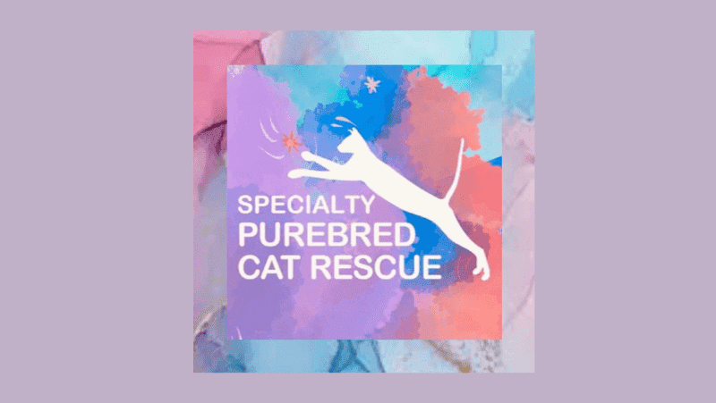 specialty purebred cat rescue logo