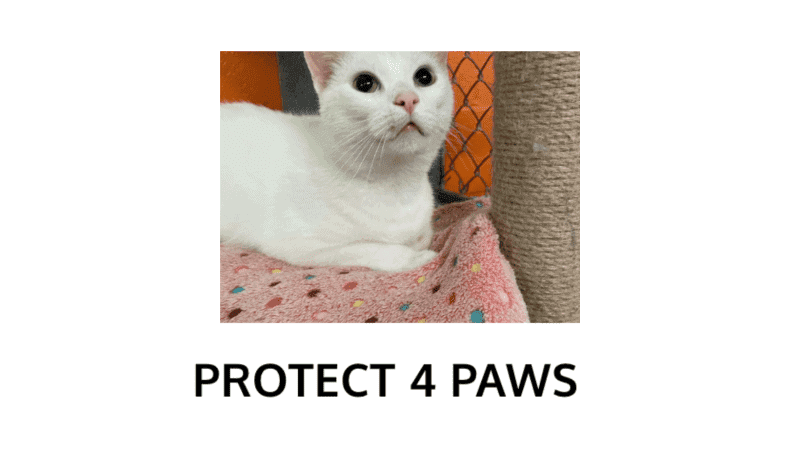 protect 4 paws logo