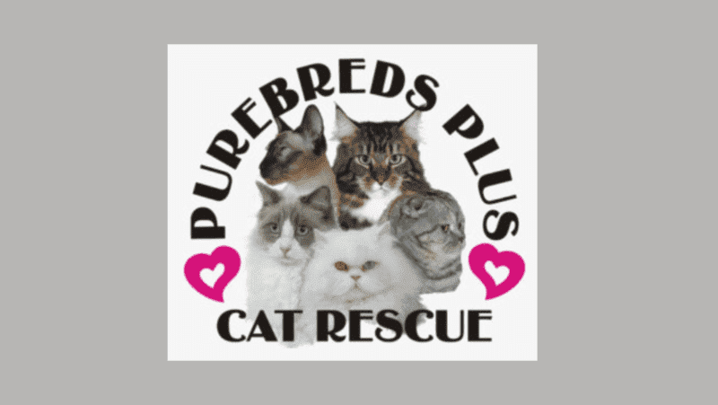 purebreds plus cat rescue logo