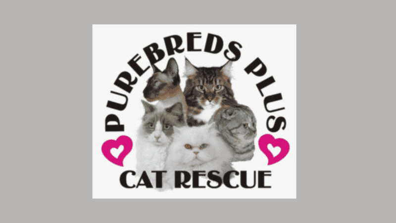purebreds plus cat rescue logo