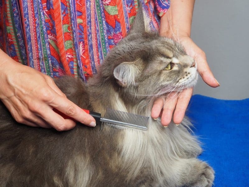 best brushes for maine coons, woman brushes a maine coon