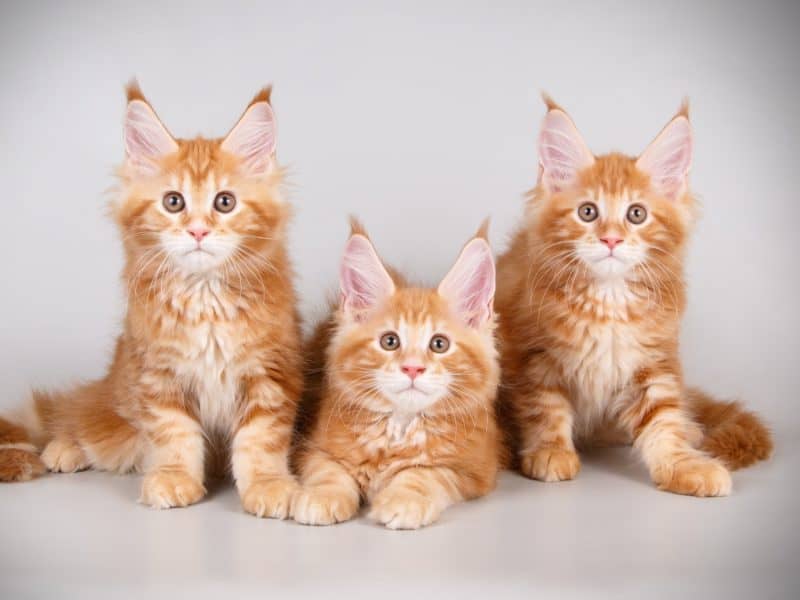 maine coon kittens
