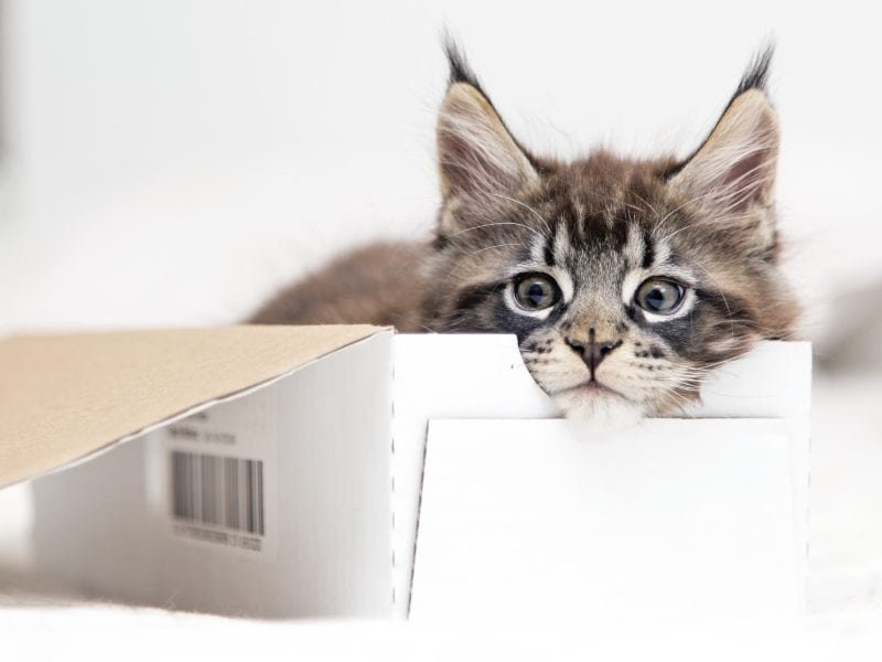 grey maine coon kitten sitting in a white box