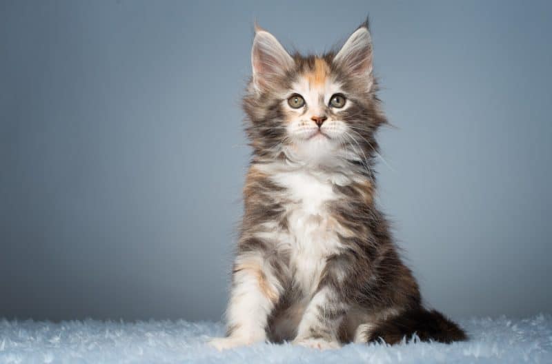 Maine coon kitten with a grey background
