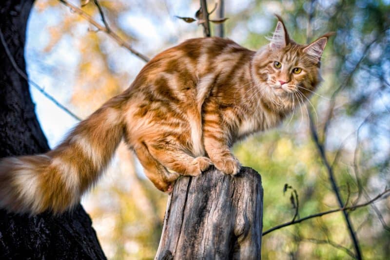 ginger Maine coon cat on a log in a forest