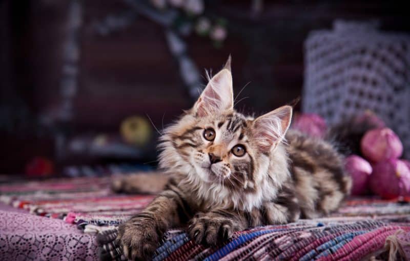 maine coon kitten