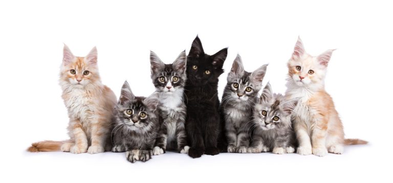 Maine Coon Kittens For Sale In Alabama: Breeders List (2025) - I Want A