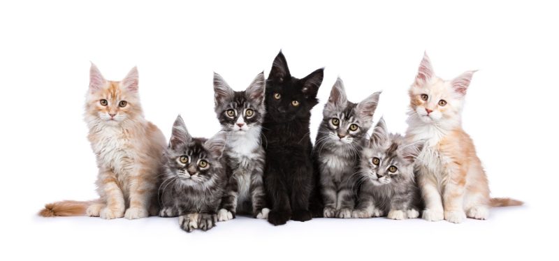 7 maine coon kittens various colors