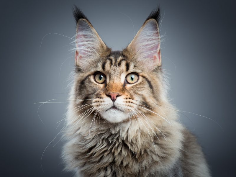 maine coon cat grey background, the temperament of a maine coon