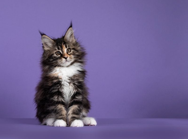 tabby maine coon kitten against a purple background