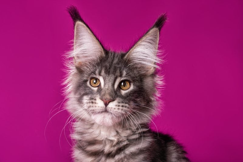 maine coon kitten purple background