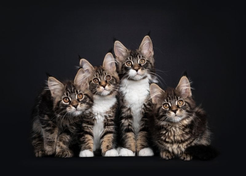 maine coon kittens black background