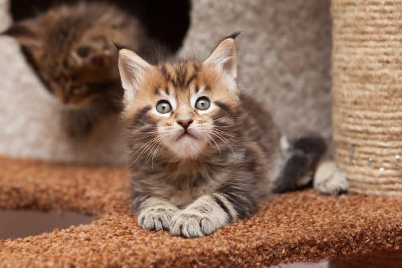 the excellent temperament of a maine coon kitten is well known