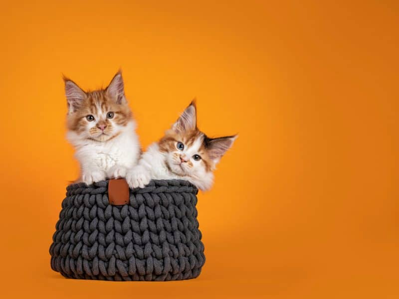 2 maine coon kittens in a bakset orange background