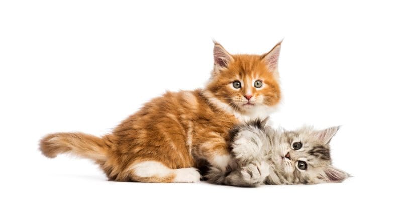 2 maine coon kittens for sale playing together. one ginger one grey