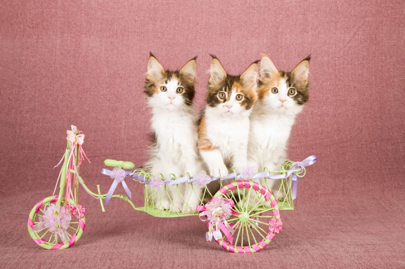 maine coon kittens