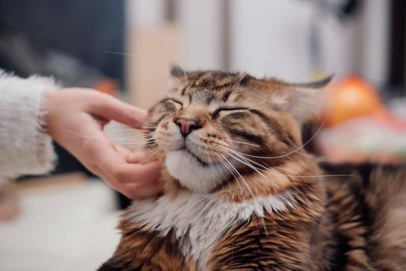 maine coon getting rubbed under the chin