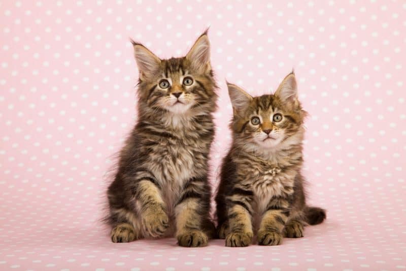 2 maine coon kittens with pink background