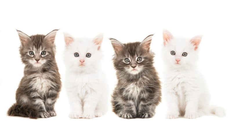 4 maine coon kittens of various colors