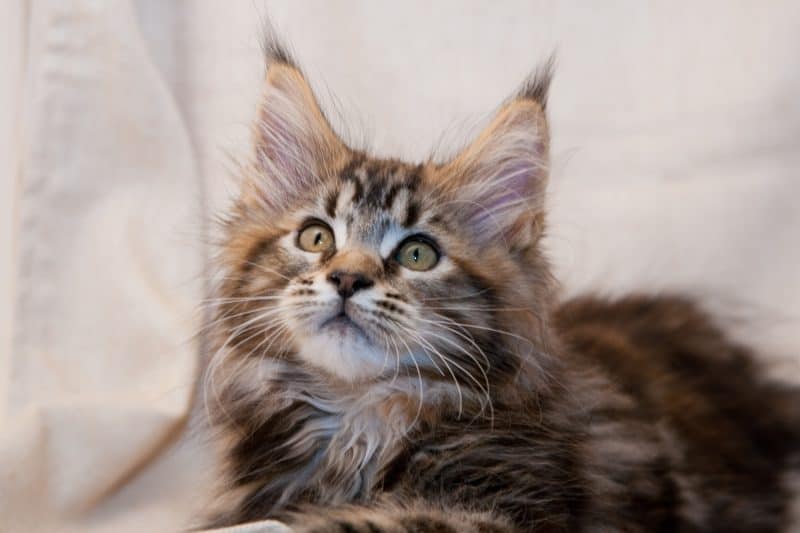 How To Find A Maine Coon Rescue Cat I Want A Maine Coon