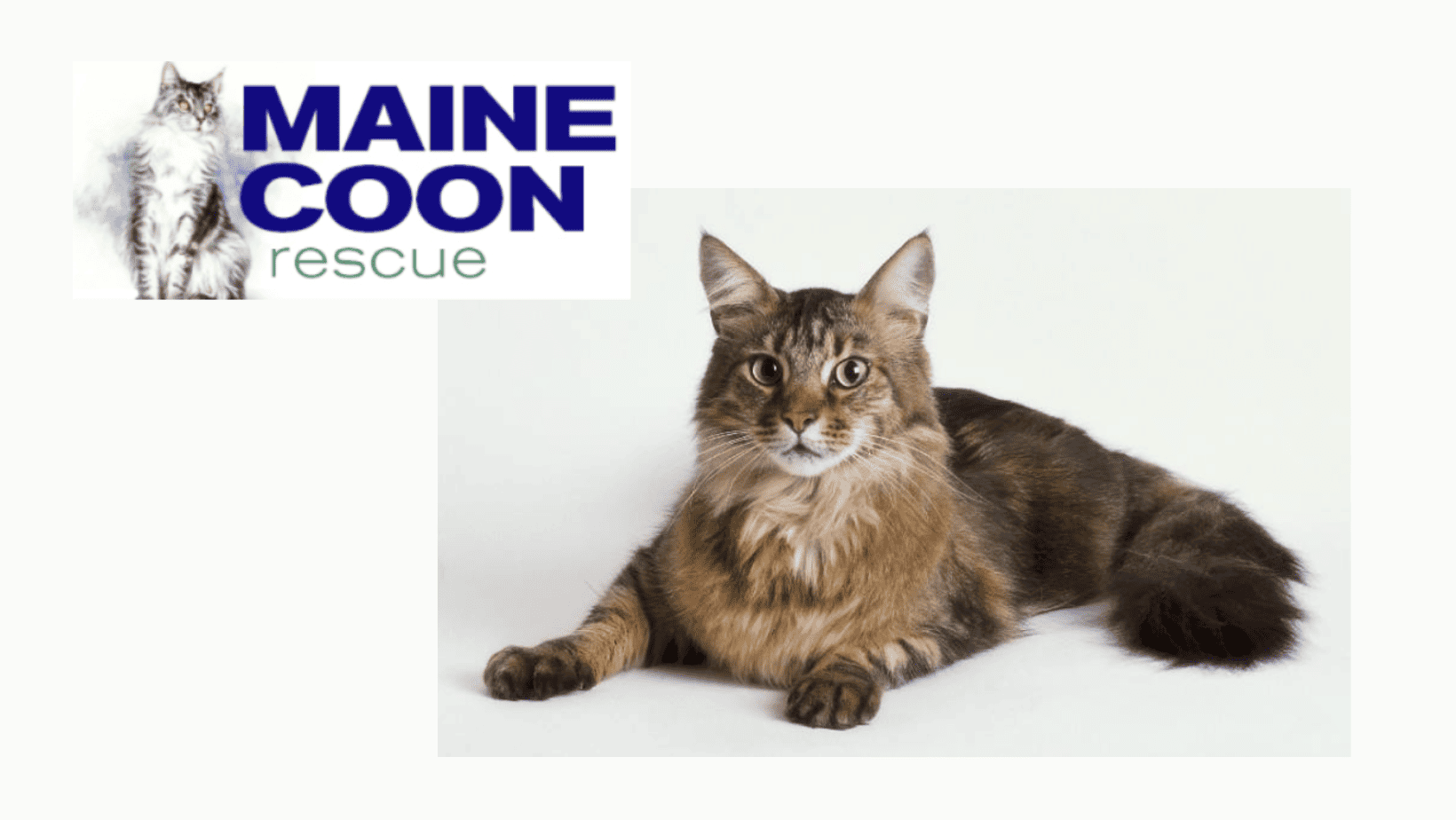 Find A Rescue Maine Coon Cats For Sale In (2024) I Want A