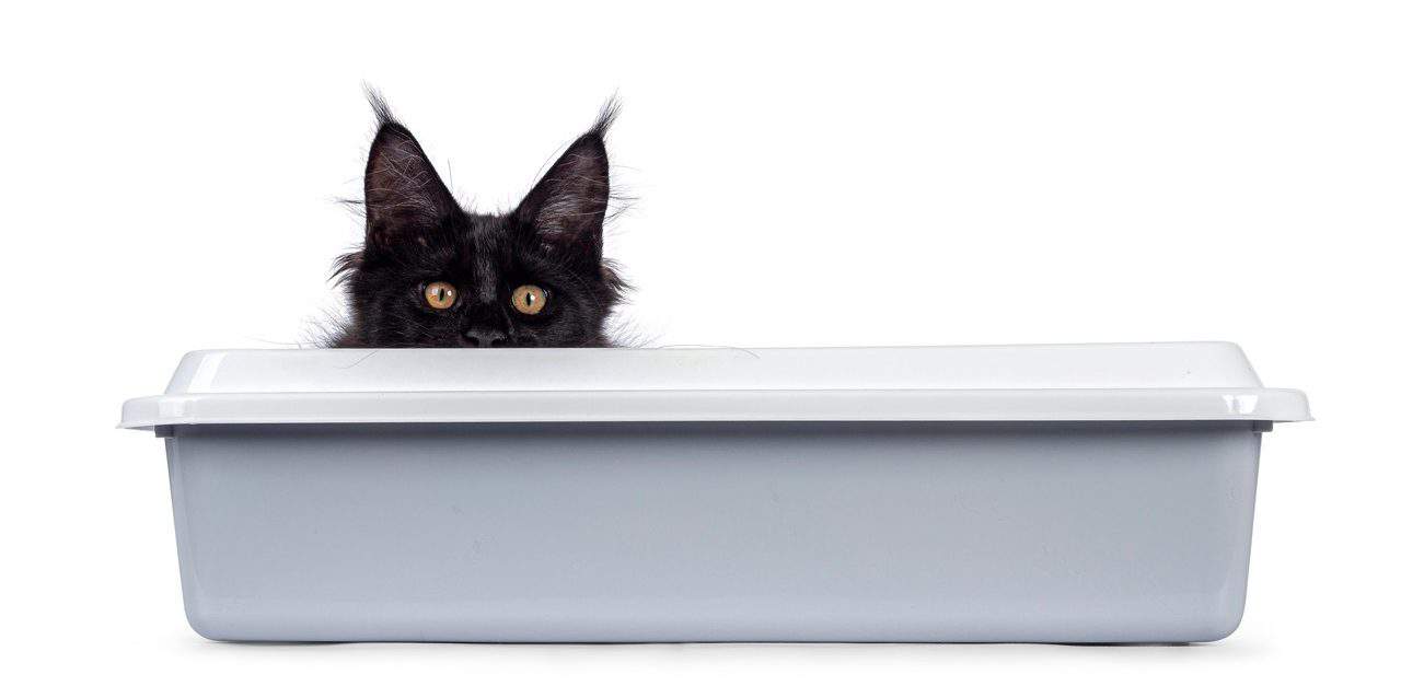 Best Litter Boxes for Maine Coon Cats in 2024 Unvieled I Want A Maine Coon