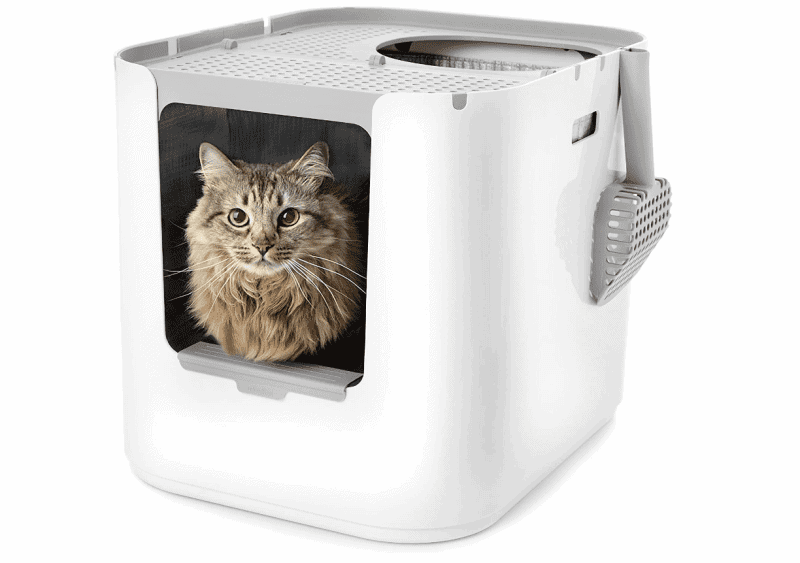 Best Litter Boxes For Maine Coon Cats I Want A Maine Coon