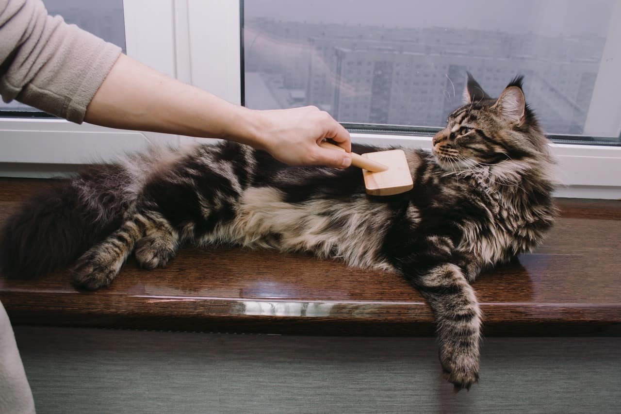 The Best Essential Brushes for Maine Coons for 2024 I Want A Maine Coon