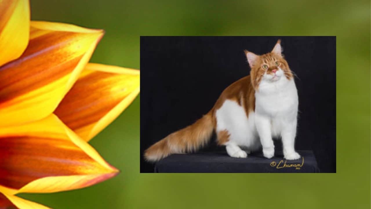 Maine Coon Kittens For Sale In Arizona Breeders List (2024) I Want A