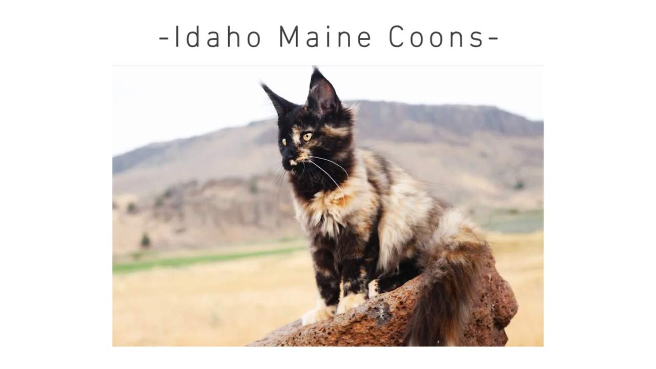 Maine Coon Kittens For Sale In Idaho Breeders List (2024) I Want A