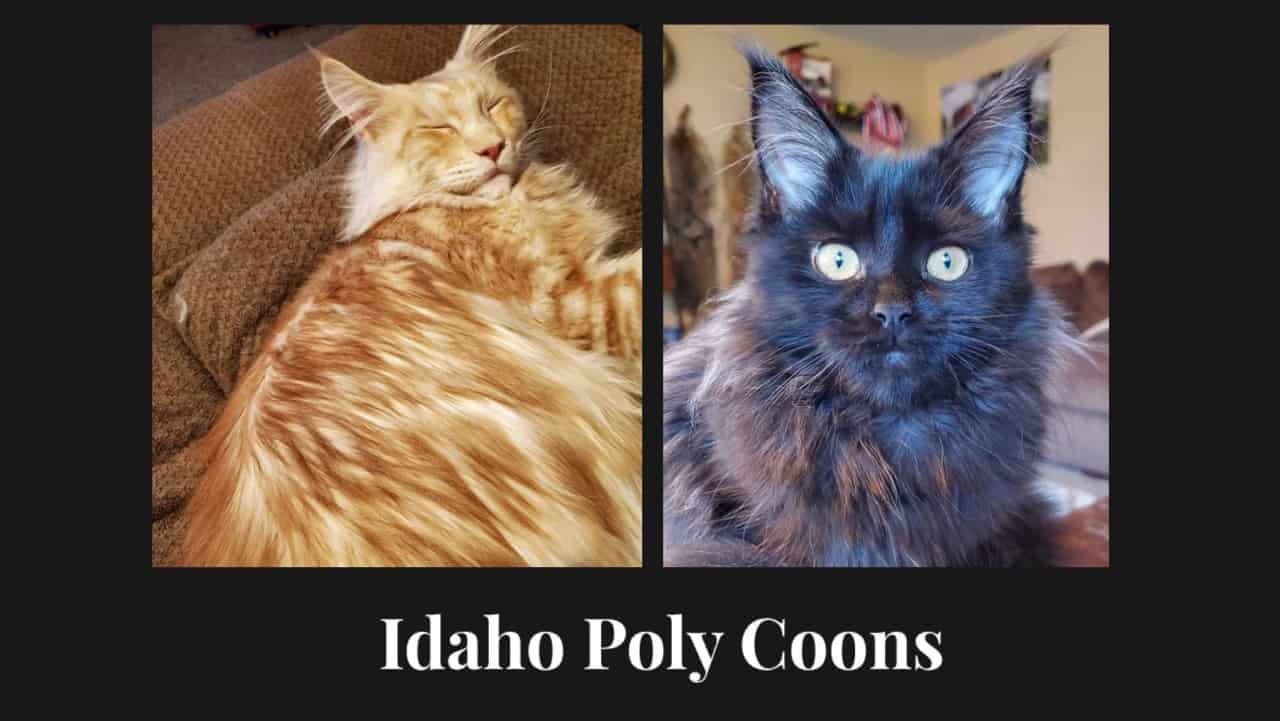 Maine Coon Kittens For Sale In Idaho Breeders List (2024) I Want A